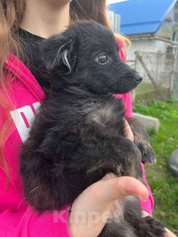 Собаки в Краснодаре: в добрые руки Девочка, 1 руб. - фото 1