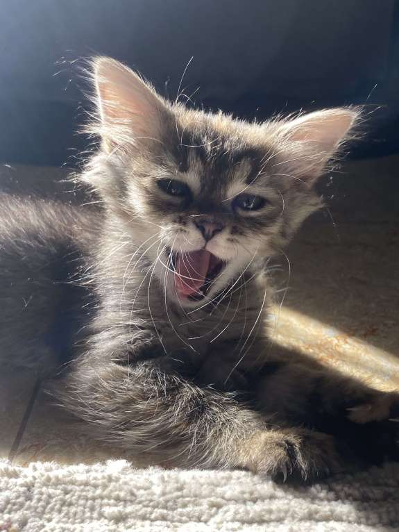 Кошки в Махачкале: Отдам котёнка в добрые руки!!! Девочка, Бесплатно - фото 5