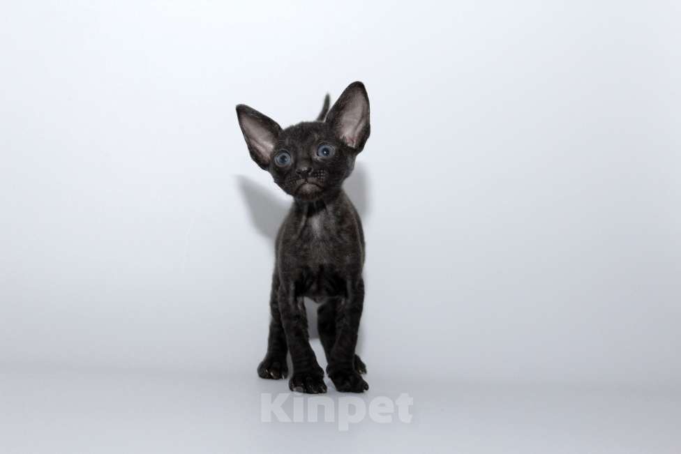 Кошки в Москве: малыши к резервированию. питомник Корнелита Мальчик, 70 000 руб. - фото 3