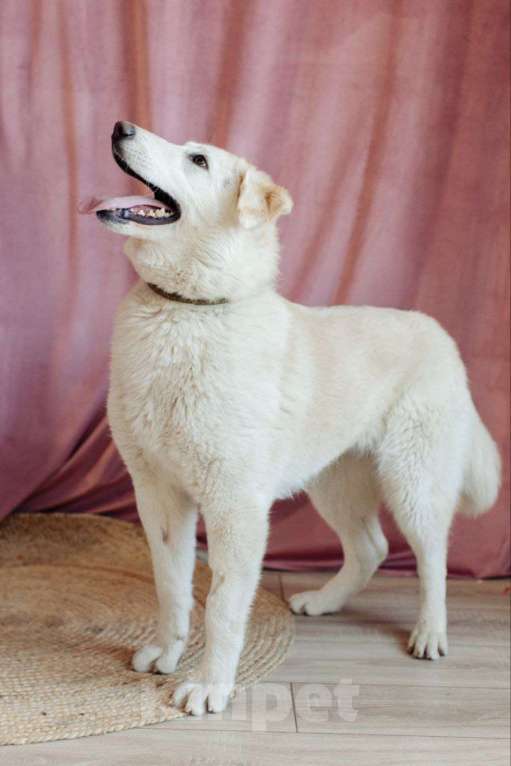 Собаки в Москве: Мики щенок  Девочка, Бесплатно - фото 2