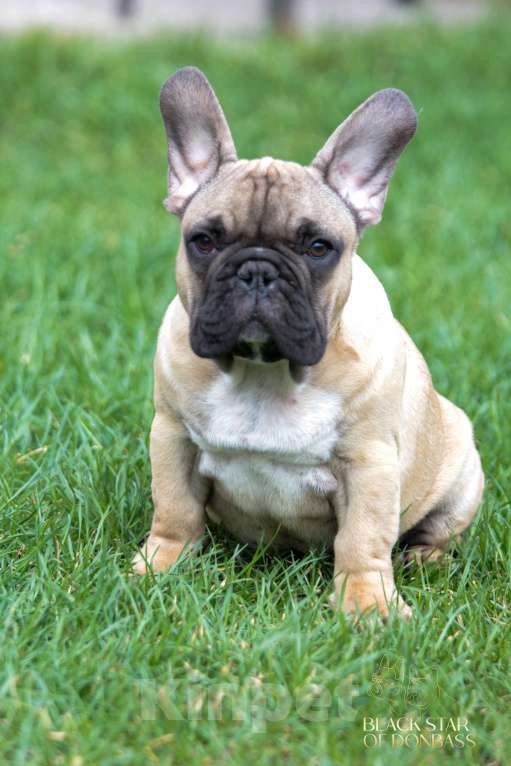 Собаки в Ртищево: Щенки французского бульдога Мальчик, 80 000 руб. - фото 3