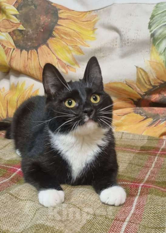 Кошки в Москве: Миниатюрная  кокетка  Жаклин Девочка, Бесплатно - фото 2