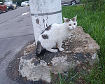 Кошки в Москве: Ласковый котик Мальчик, Бесплатно - фото 3
