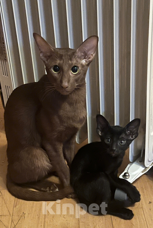 Кошки в Москве: Ориентальный котенок  Девочка, 20 000 руб. - фото 5