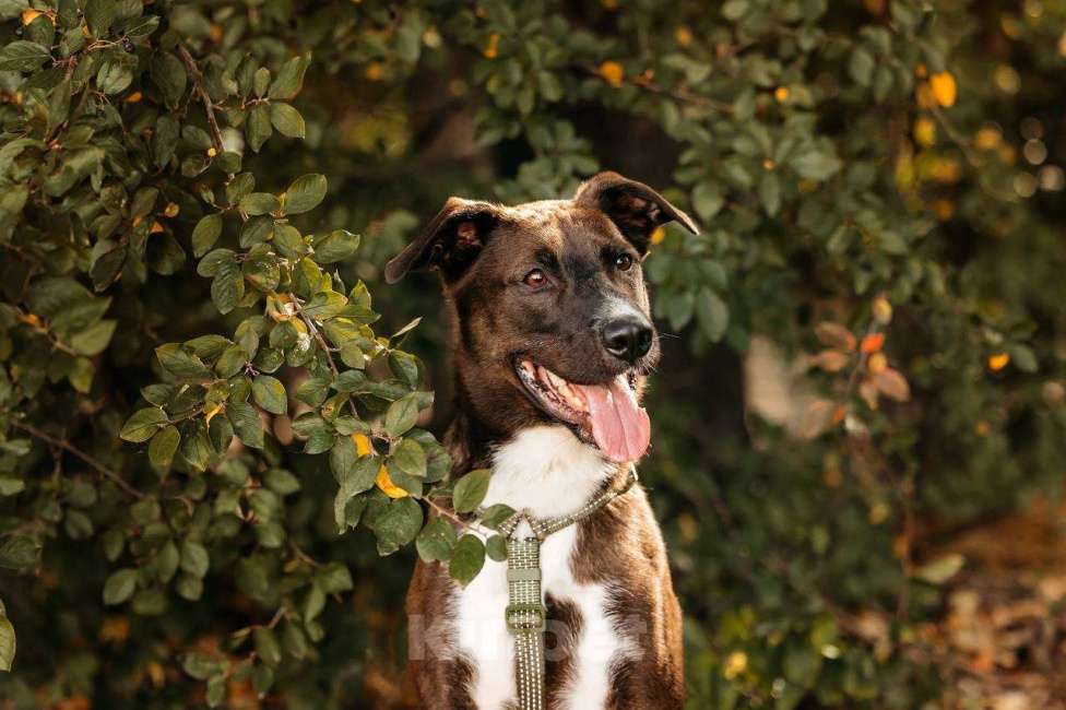 Собаки в Москве: Бадди в поиске родной души! Мальчик, Бесплатно - фото 7