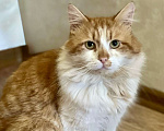 Кошки в Санкт-Петербурге: Рыженький котик Мальчик, Бесплатно - фото 2