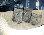 Кошки в Малмыже: Шотландские котята, 5 500 руб. - фото 1