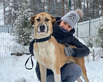 Собаки в Москве: Молодой алабай Малыш в дар Мальчик, Бесплатно - фото 1