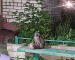 Кошки в Москве: Котёнок с "человеческим лицом" в добрые руки  Мальчик, Бесплатно - фото 9