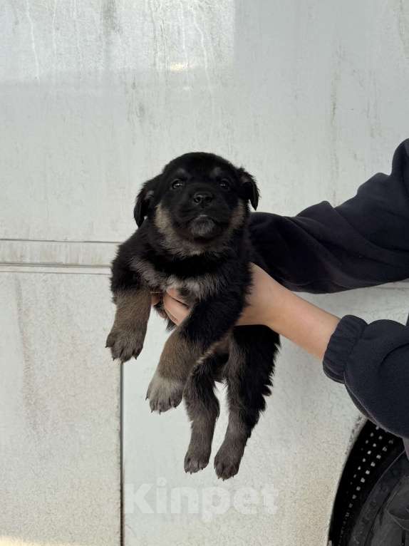 Собаки в других городах Краснодарского края: Щенок в добрые руки  Мальчик, Бесплатно - фото 1