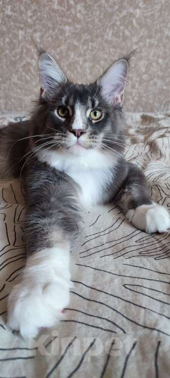 Кошки в других городах Московской области: Котенок мейн кун.  Мальчик, 45 000 руб. - фото 9