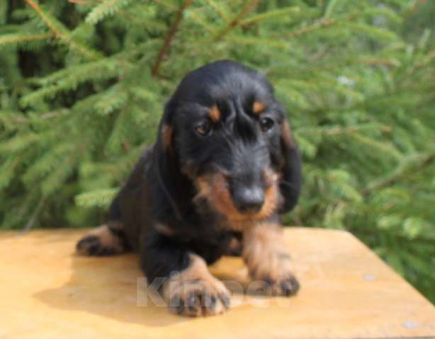 Собаки в Москве: Щенки таксы миниатюрной/кроличьей жш Девочка, 65 000 руб. - фото 2