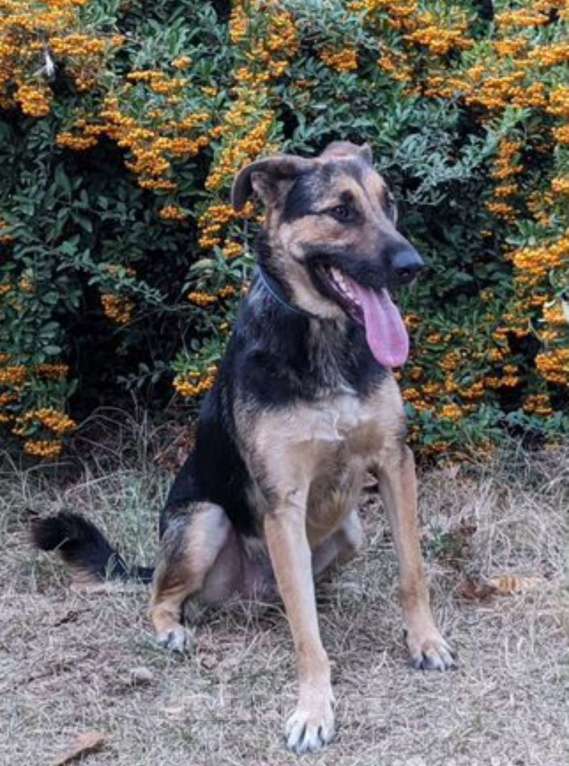 Собаки в Санкт-Петербурге: Хулиган Мальчик, 77 руб. - фото 6