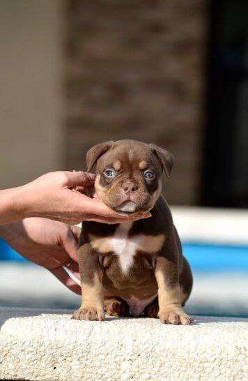 Собаки в других городах Краснодарского края: Щенок американский булли Мальчик, 150 000 руб. - фото 3