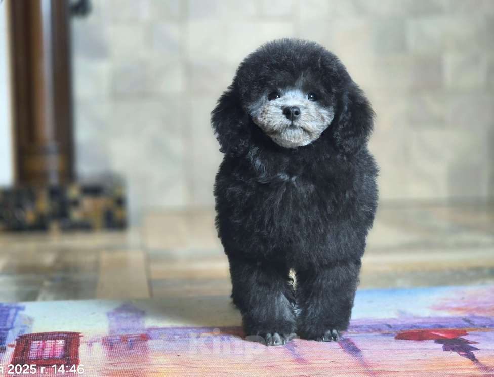 Собаки в Воронеже: Той пудель мальчик серый Мальчик, Бесплатно - фото 2