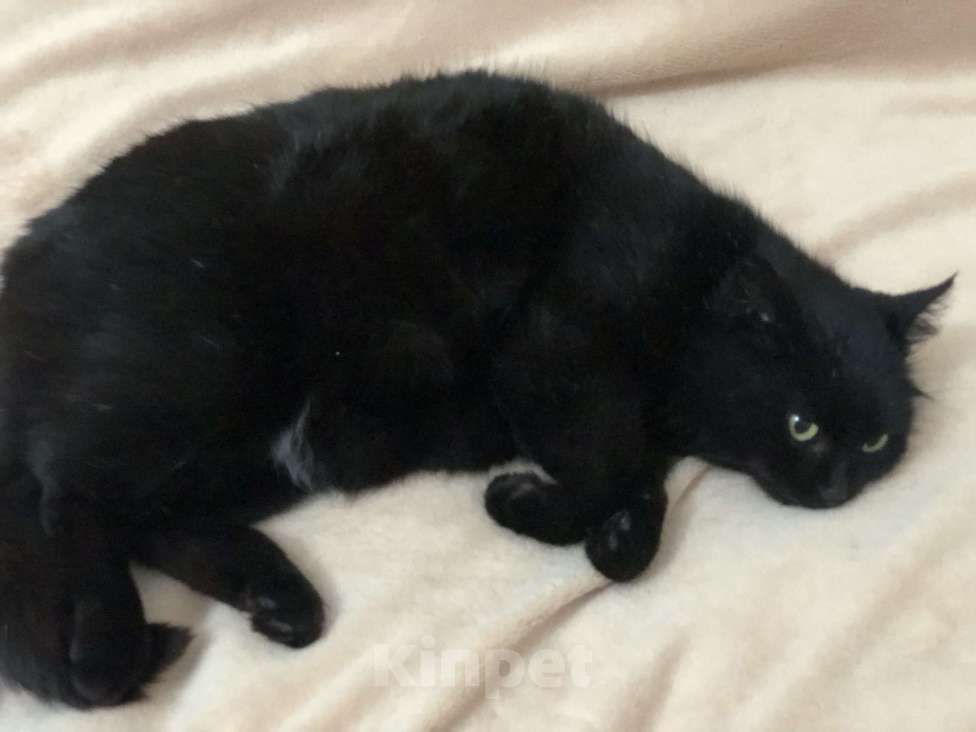 Кошки в Краснодаре: Кошка в добрые руки Девочка, Бесплатно - фото 4