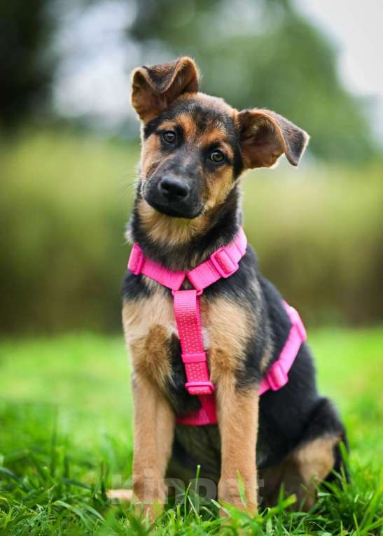 Собаки в других городах Московской области: Чудо с бархатными ушками:) Девочка, Бесплатно - фото 4