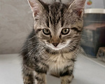 Кошки в Москве: Котенок в добрые руки Девочка, Бесплатно - фото 3