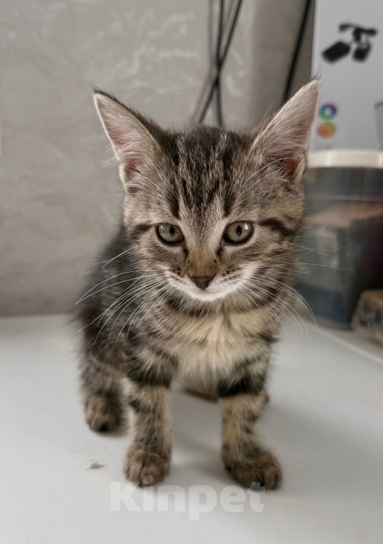 Кошки в Москве: Котенок в добрые руки Девочка, Бесплатно - фото 3
