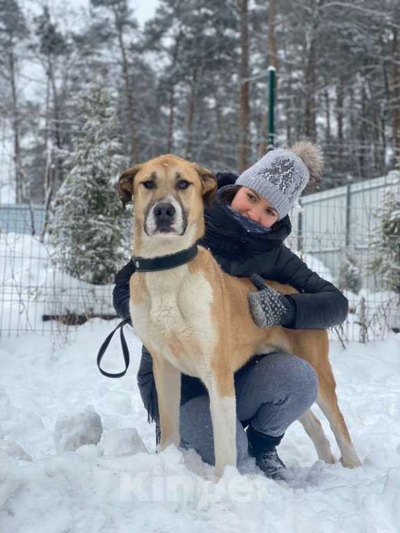 Собаки в Москве: Молодой алабай Малыш в дар Мальчик, Бесплатно - фото 1