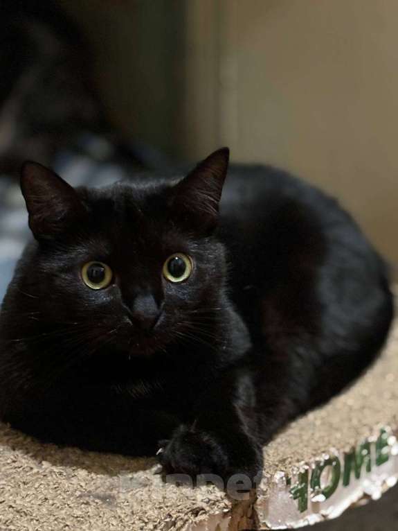 Кошки в Санкт-Петербурге: Ночка из приюта в добрые руки Девочка, Бесплатно - фото 3