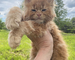 Кошки в Сыктывкаре: Котята мейн- кун Мальчик, 50 000 руб. - фото 3