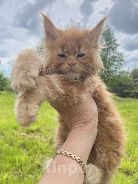 Кошки в Сыктывкаре: Котята мейн- кун Мальчик, 50 000 руб. - фото 3