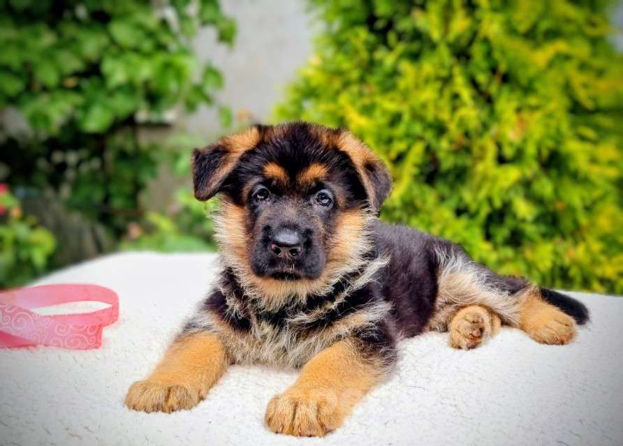 Собаки в Санкт-Петербурге: Щенок немецкой овчарки Мальчик, 65 000 руб. - фото 3