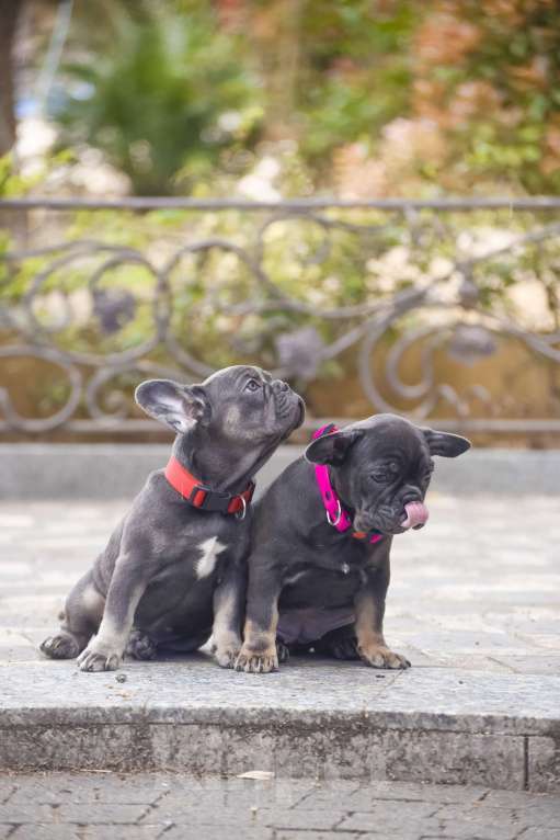 Собаки в Москве: девочки окрас голбуой  3 ,5 мес Девочка, 70 000 руб. - фото 1