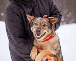 Собаки в Москве: Небольшая ласковая молодая девочка Девочка, Бесплатно - фото 3
