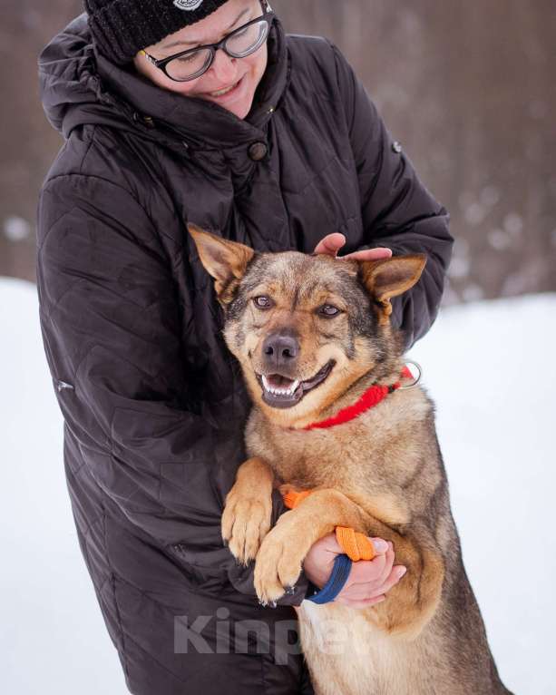 Собаки в Москве: Небольшая ласковая молодая девочка Девочка, Бесплатно - фото 3