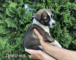 Собаки в Липецке: Девочка Девочка, 1 руб. - фото 1
