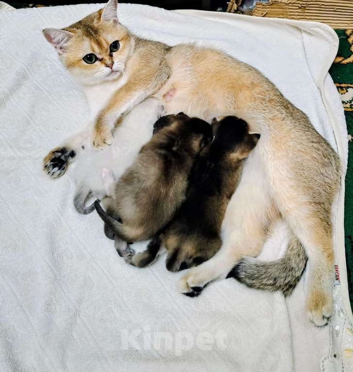 Кошки в Москве: Кошечка ищет добрую хозяйку Девочка, Бесплатно - фото 2