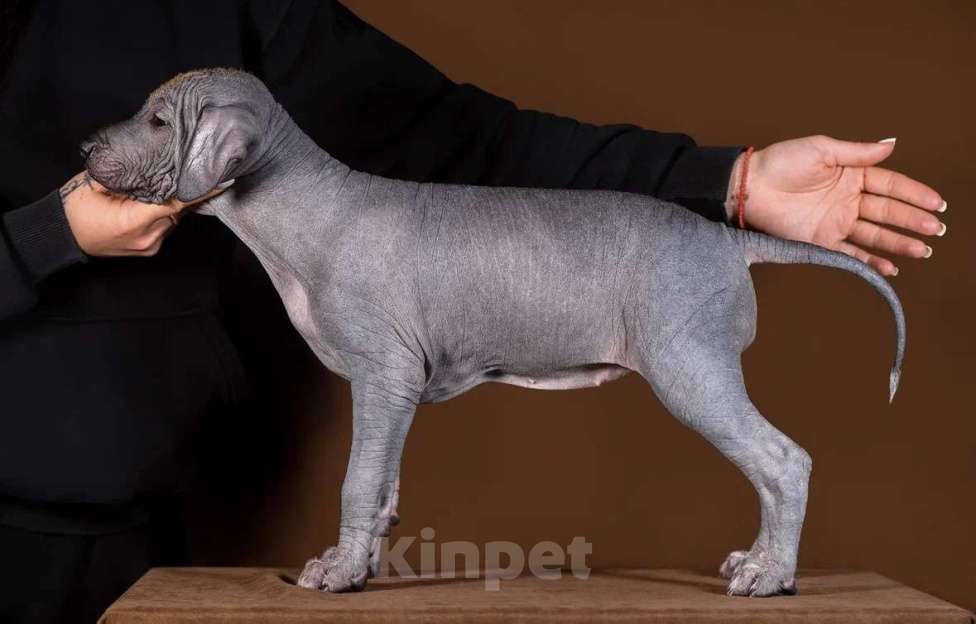 Собаки в Рыбинске: В продаже щенок ксолоитцкуинтли стандартного размера Девочка, 80 000 руб. - фото 2