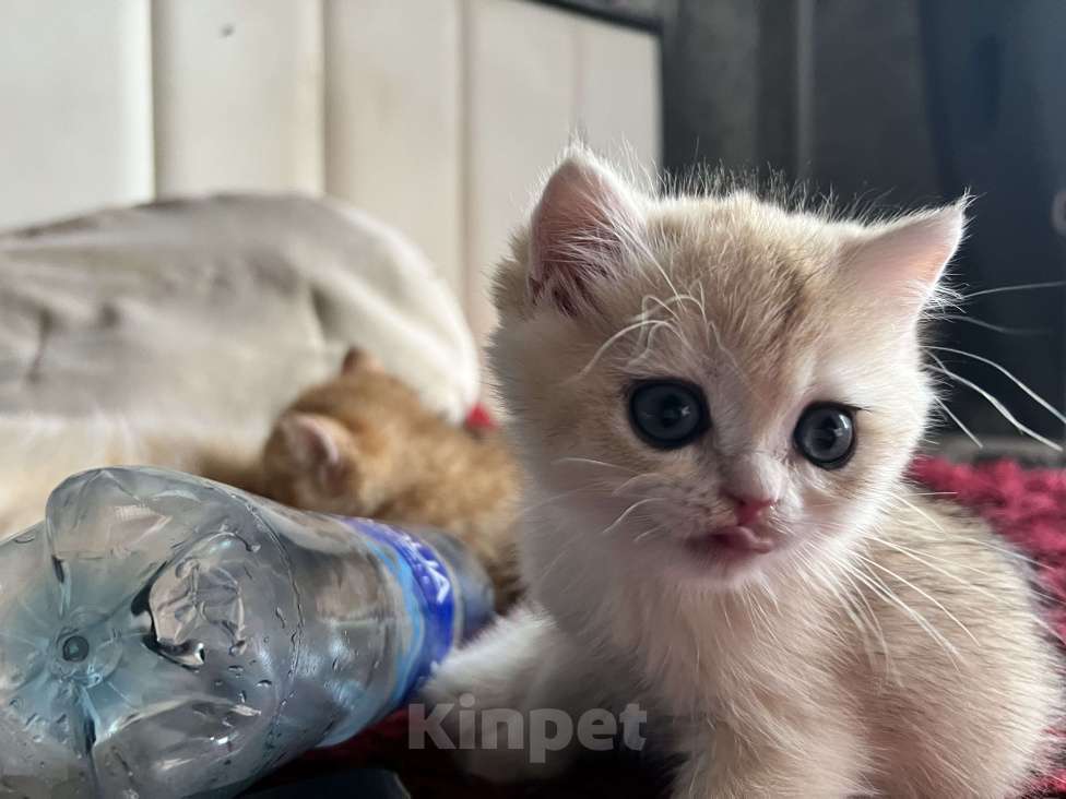 Кошки в Воронеже: Нежный, ласковый мальчик  Мальчик, 40 000 руб. - фото 7