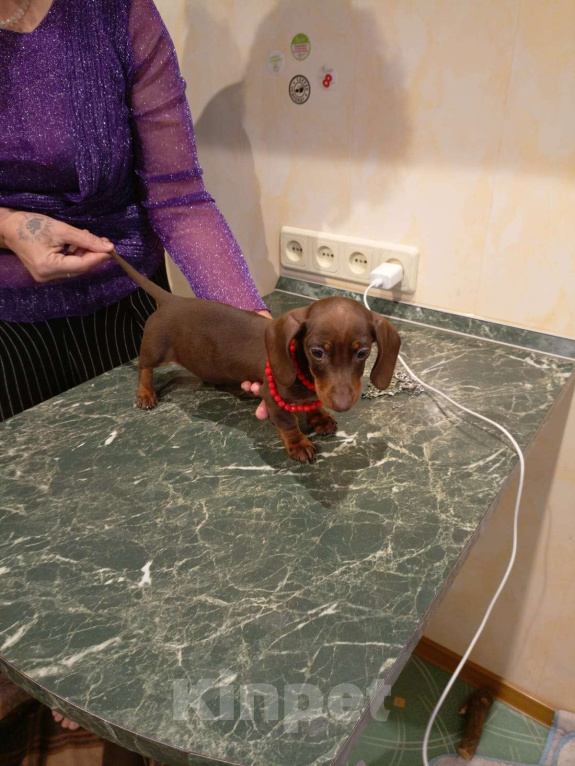 Собаки в Москве: Девочка 1700гр Девочка, 70 000 руб. - фото 6