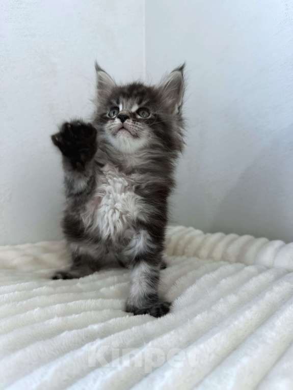 Кошки в Москве: Мейн-кун котенок NS Мальчик, 80 000 руб. - фото 2