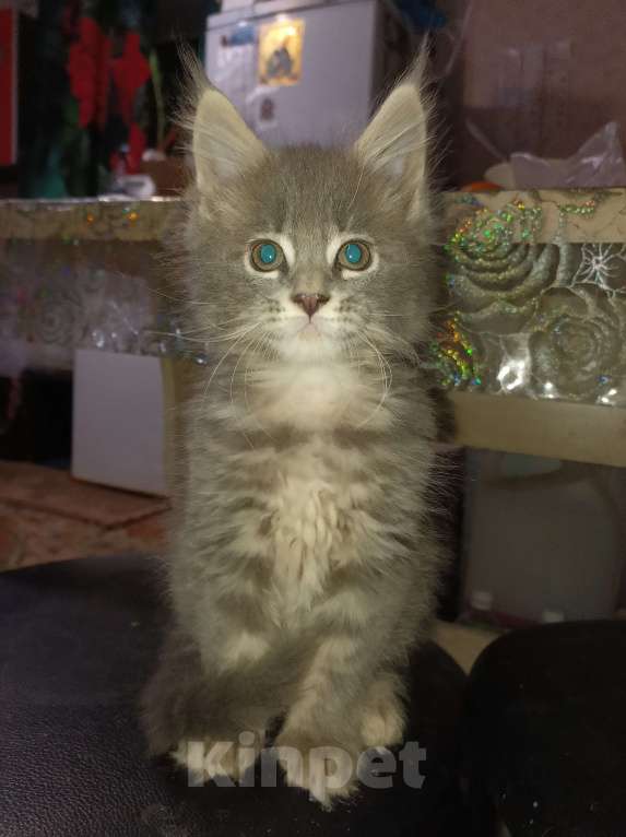 Кошки в Кемерово: Котята мейн-кун  Мальчик, 7 000 руб. - фото 4