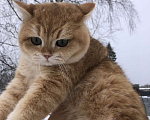 Кошки в других городах Московской области: Британский золотой мальчик  Мальчик, 20 000 руб. - фото 2