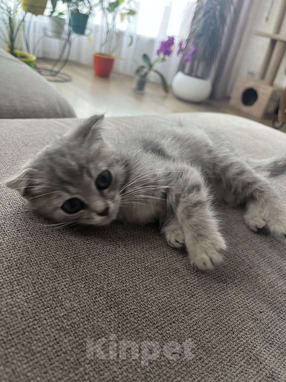 Кошки в других городах Самарской области: Шотландские котята вислоухие Девочка, 1 500 руб. - фото 4