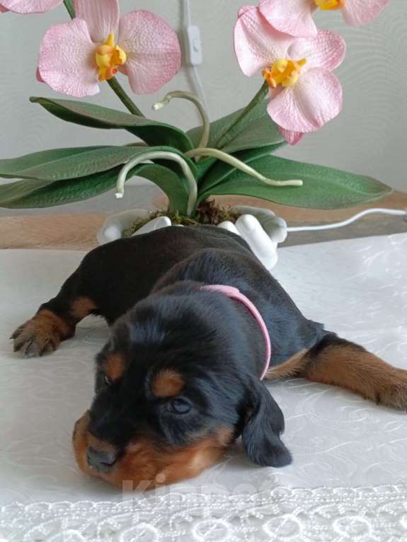 Собаки в Москве: Русский охотничий спаниель девочка Девочка, 50 000 руб. - фото 8