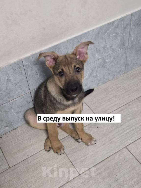 Собаки в Москве: В среду его выпустят на мороз Мальчик, Бесплатно - фото 1