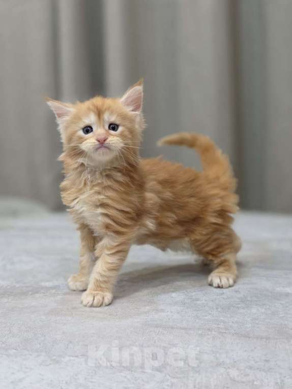 Кошки в Москве: Мальчик 1 помет D Мальчик, 65 000 руб. - фото 6