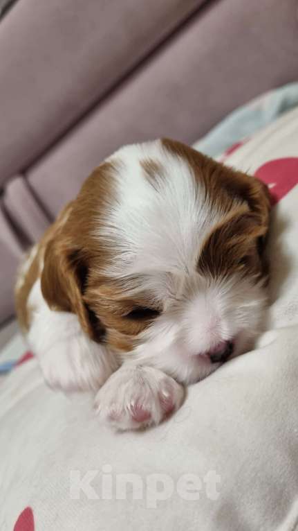 Собаки в Москве: Маленькая Принцесса) Девочка, 150 000 руб. - фото 6