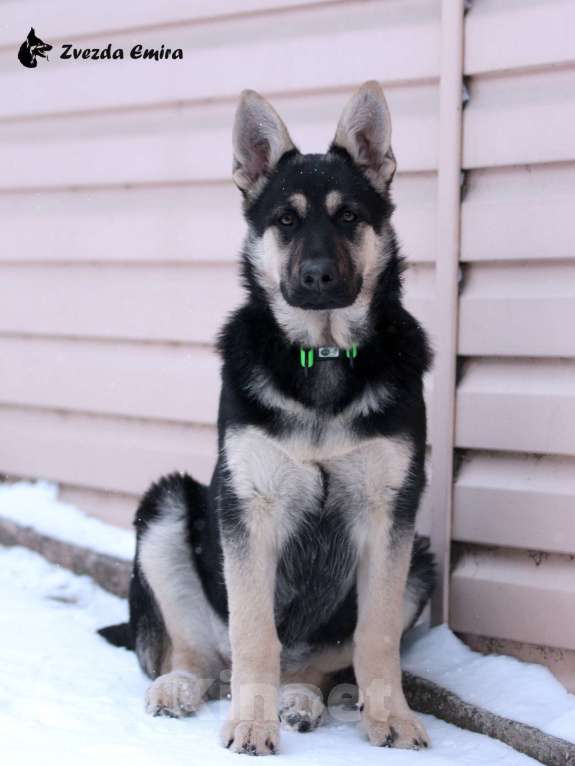 Собаки в Искитиме: Девочка восточноевропейской овчарки - 5 месяцев Девочка, Бесплатно - фото 3