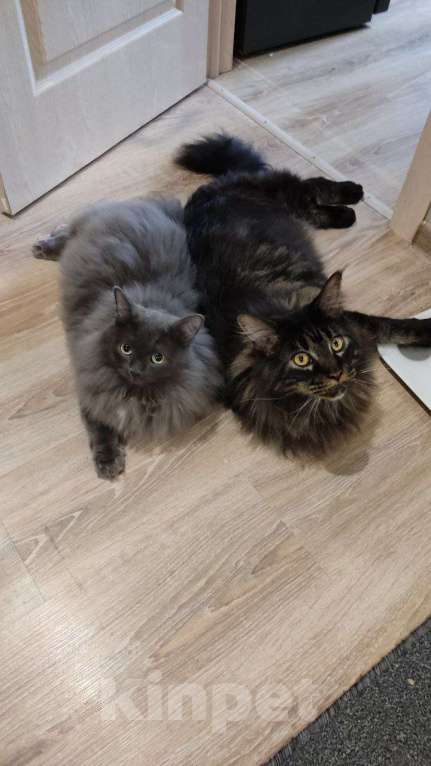 Кошки в Екатеринбурге: Пропал кот Мальчик, 10 000 руб. - фото 3