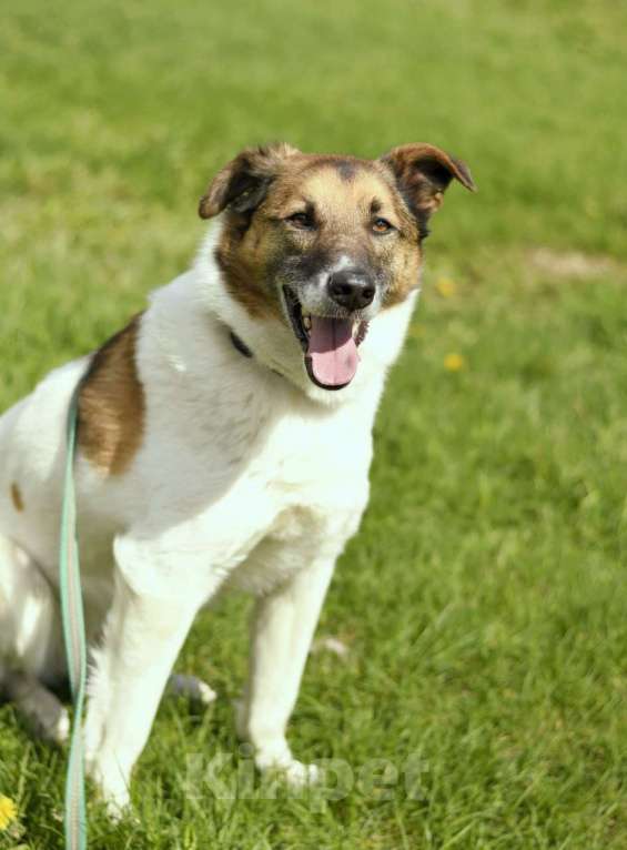 Собаки в Туле: Амуру очень нужен Дом Мальчик, Бесплатно - фото 6