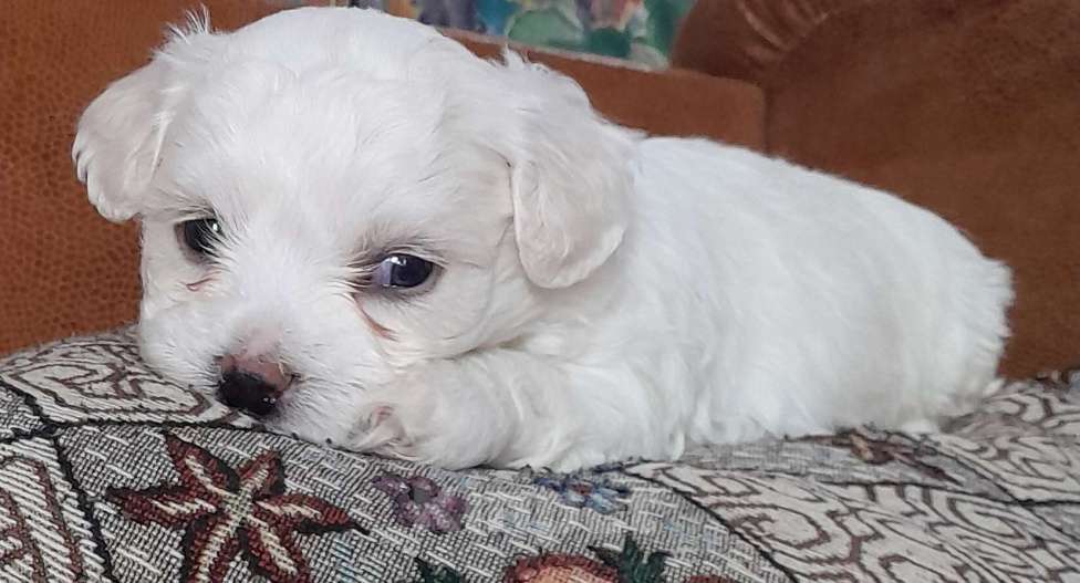 Собаки в Севастополе: Очаровательный щенок, ласковый, игривый - зефирка... Мальчик, 50 000 руб. - фото 2