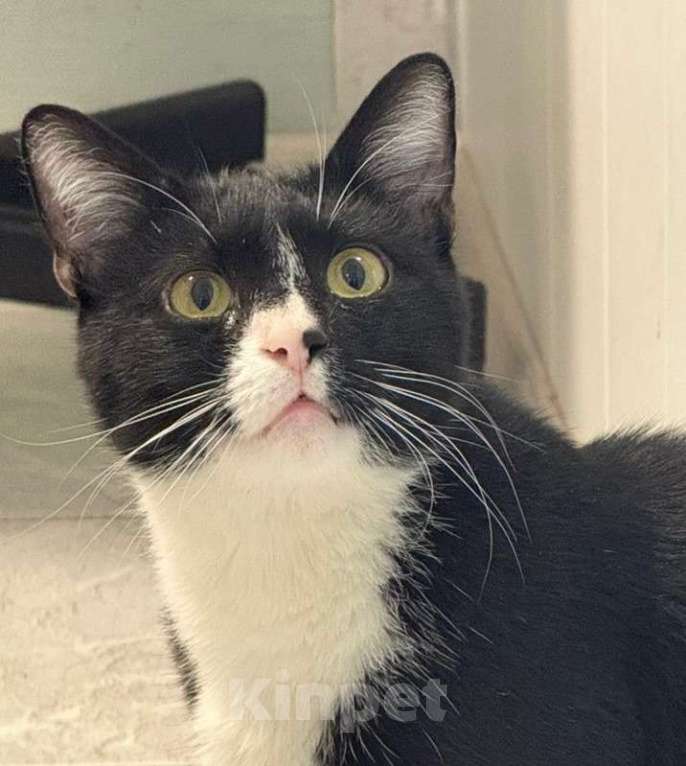 Кошки в Москве: Степенный и умный котофей Маркиз в добрые руки Мальчик, Бесплатно - фото 1