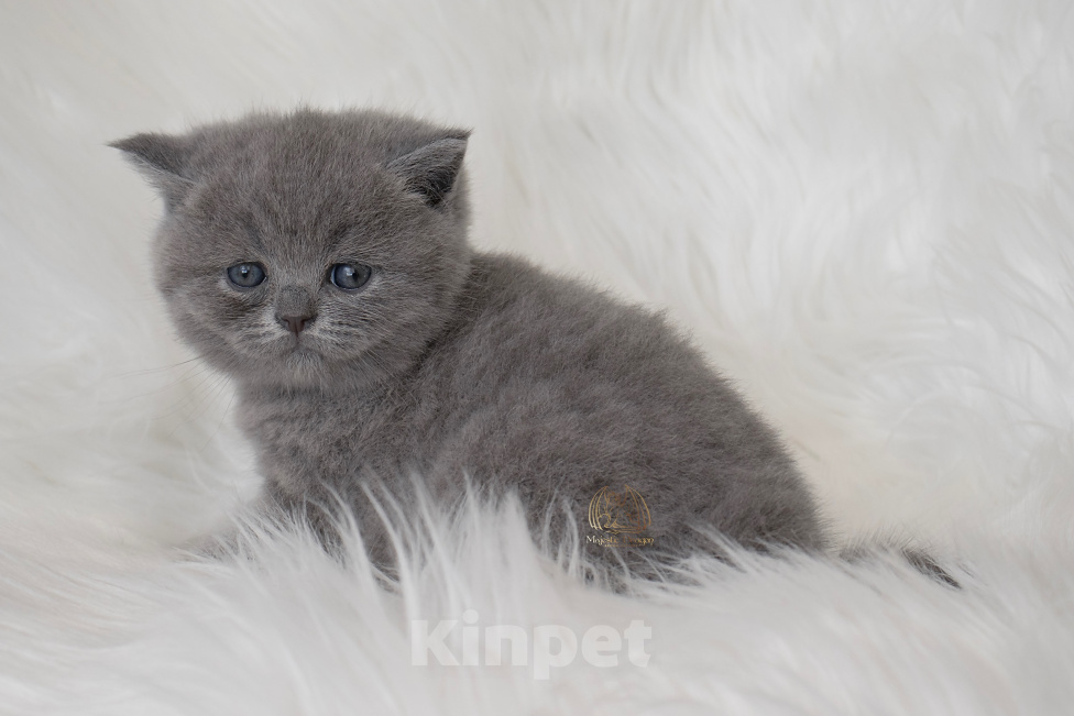 Кошки в Москве: Британский голубой котенок Девочка, 60 000 руб. - фото 4